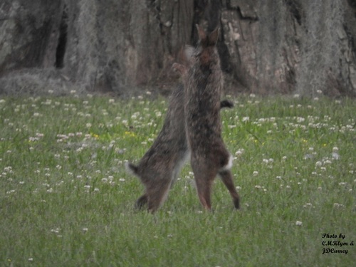 Swamp Rabbit photographed in Louisiana