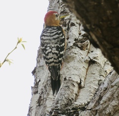 Dendrocopos hyperythrus