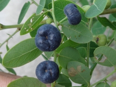 Phyllanthus reticulatus