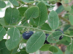 Phyllanthus reticulatus