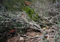 Astroloba rubriflora