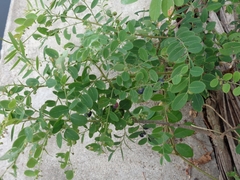 Phyllanthus reticulatus