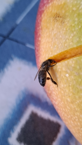Western Honey Bee