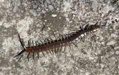 Scolopendra dalmatica