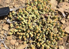 Rhinephyllum graniforme