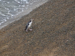 Megadyptes antipodes