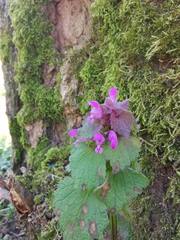 Lamium purpureum