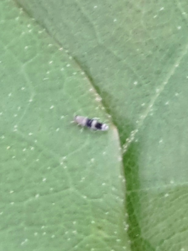 Lepidocyrtus neofasciatus