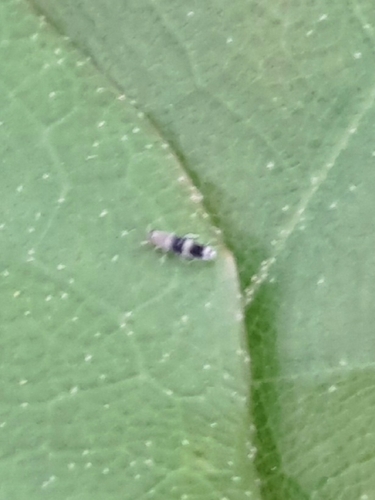 Lepidocyrtus neofasciatus