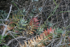 Astroloba rubriflora