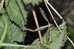 Tipula vittata