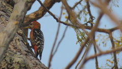 Dendrocopos hyperythrus