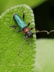 Cartallum ebulinum