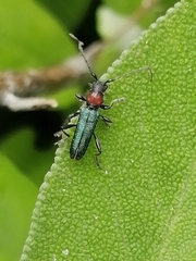 Cartallum ebulinum