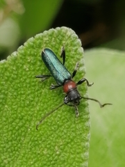 Cartallum ebulinum
