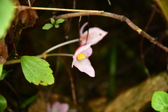 Begonia picta