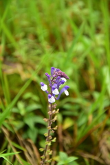 Scutellaria discolor