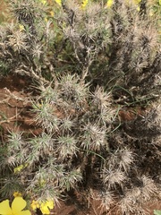 Aptosimum spinescens