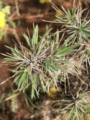 Aptosimum spinescens