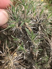 Aptosimum spinescens