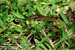 Mastigodryas melanolomus