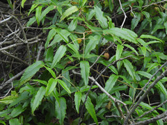 Rubus schmidelioides schmidelioides