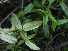 Rubus schmidelioides schmidelioides