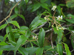 Rubus schmidelioides schmidelioides