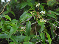 Rubus schmidelioides schmidelioides