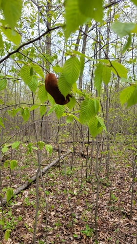 Eastern Red Bat observed by pkotanen