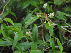 Rubus schmidelioides schmidelioides