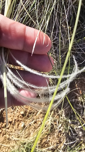 Hesperostipa neomexicana, photograph 4