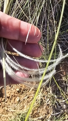 Hesperostipa neomexicana, photograph (c) Indio Brown, some rights reserved (CC BY)