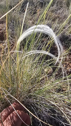Hesperostipa neomexicana, photograph 5