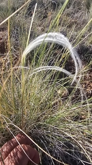 Hesperostipa neomexicana, photograph (c) Indio Brown, some rights reserved (CC BY)