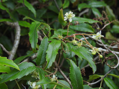 Rubus schmidelioides schmidelioides