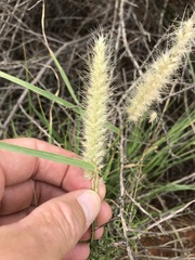 Enneapogon cenchroides