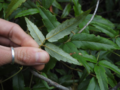 Rubus schmidelioides schmidelioides