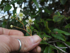 Rubus schmidelioides schmidelioides