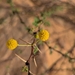 Acacia ehrenbergiana