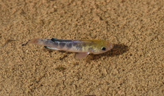 Cyprinodon salinus