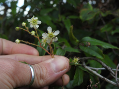 Rubus schmidelioides schmidelioides