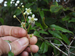 Rubus schmidelioides schmidelioides