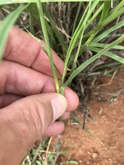 Enneapogon cenchroides