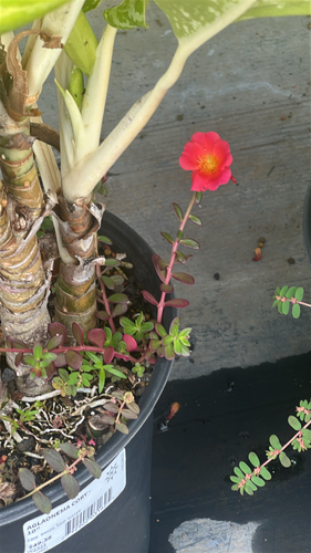 Portulaca umbraticola, 2026-05-12