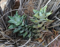 Astroloba rubriflora