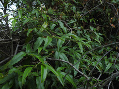 Rubus schmidelioides schmidelioides