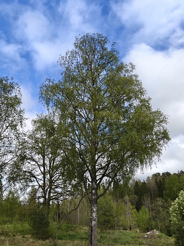 silver birch