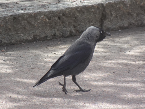 Eurasian Jackdaw