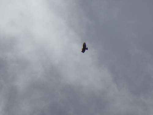 Common Buzzard